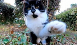 关于猫的短视频,短视频里的猫界奇闻趣事